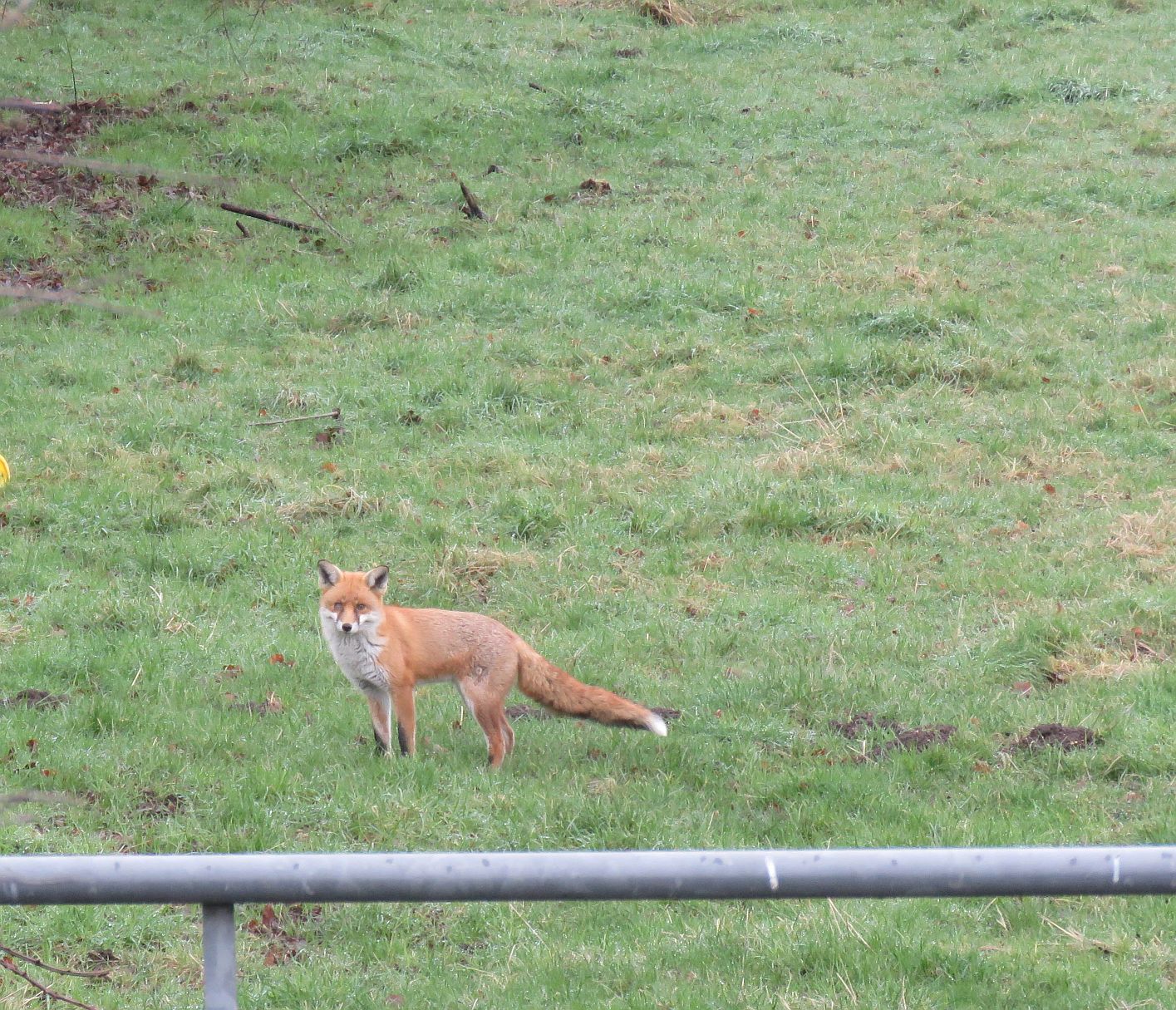  Red Fox 